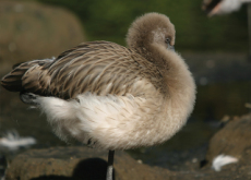 Flamingos Are Born With Grey Fur? - Aha!