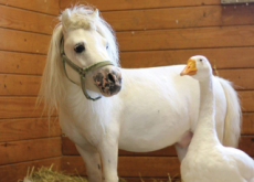 A Horse and Goose’s Friendship - Focus