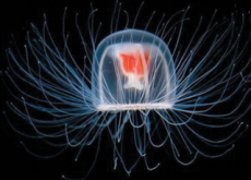 An Immortal Jellyfish - Aha!