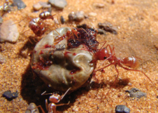 World’s Fastest Ants - World News