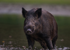 A Wild Boar in the Sea - National News