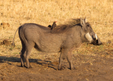 A Warthog That Looks Just Like Pumbaa - World News