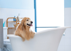 A Five-Star Hotel for Pets - National News