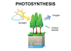 Why Do We Need Photosynthesis? - Science