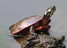 How Do Eastern Painted Turtles Breathe During Hibernation? - Aha!