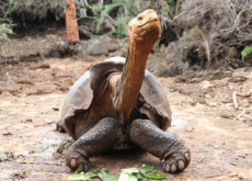 Galapagos Tortoise Saves Its Species From Extinction - World News