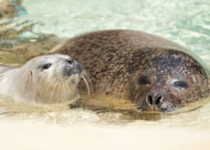 A Baby Spotted Seal Born at the Seoul Grand Park - National News