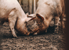 Why Do Pigs Bathe in Mud? - Aha!