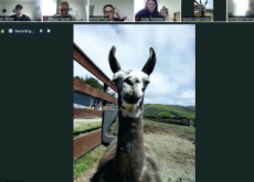 Meet Farm Animals Through Video Conferences - Focus
