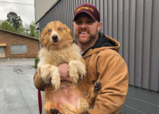 Heroic Dog Reunites With Family - Focus