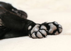Why Do Dogs’ Paws Smell Like Corn Chips? - Aha!
