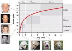 Calculating a Dog’s Human Age - Focus