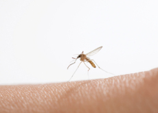 Are Only Female Mosquitos Bloodsuckers? - Aha!