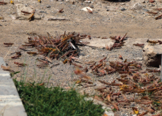 Korea to Help Countries Affected by Locust Swarms - National News Korea to Help Countries Affected by Locust Swarms - National News