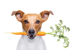 Vegetables for Dogs - Aha!