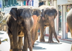 Elephants Get Their Own ID Cards in Sri Lanka - Bonus