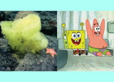 Scientists Discover ‘Real-Life SpongeBob’ - Science
