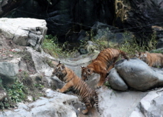 Everland Unveils Rare Quintuplet Tiger Cubs - National News Everland Unveils Rare Quintuplet Tiger Cubs - National News
