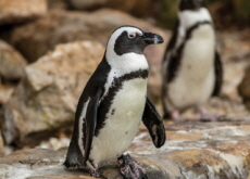 Endangered South African Penguins Killed by Bees - World News Endangered South African Penguins Killed by Bees - World News