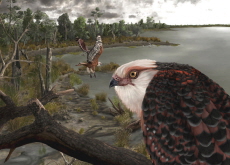 Scientists Discover Fossils of New Eagle Species - Science