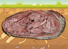 Scientists Find Dinosaur Embryo in Fossilized Egg - Bonus