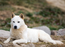 Jindo Dogs - Reader's Voices