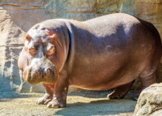 Hippos Recognize Their Friends’ Voices - Science