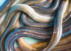 300,000 Eels Found in Suitcases at Airport - World News