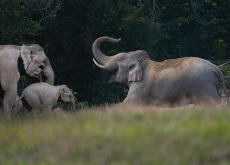 Elephants Carry Dead Elephant Calves for Weeks - Science