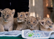 Four Lion Cubs / 2022 ShakeOut Korea - Photo News