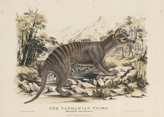 The Rediscovery of the Remains of the Last Tasmanian Tiger - Science