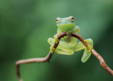 How the Glass Frog Turns More Translucent - Science