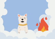 Dog Starts House Fire - World News