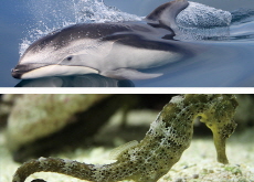 Dolphins and Sea Horses Put Under Protection - Aha!