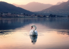 Do Swans Really Paddle Their Feet To Stay Afloat? - Bonus