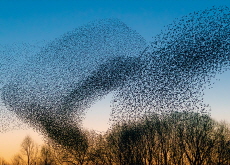 A Starling Murmuration / Crazy House - Photo News