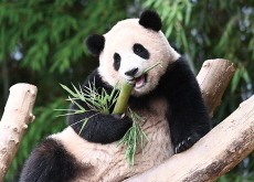 Panda ‘Fu Bao’ Is Leaving Next Year - National News