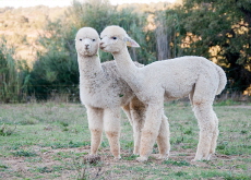 Alpacas, the South American Camel Cousins - Culture