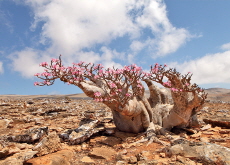 Socotra - Let's Go