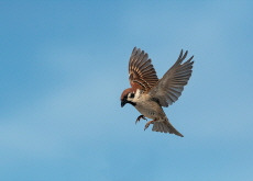 How Do Birds Fly? - Bonus