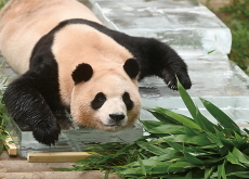 Fu Bao’s Return to China - Reader's Voices