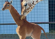A Rare Spotless Giraffe / Tanghulu - Photo News