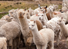 Alpacas - Culture