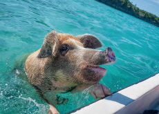 Pig Beach / Hachiya Persimmons - Photo News