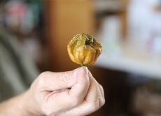 The New Hottest Pepper in the World - Science