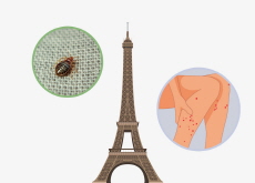 Bedbugs Take Over Paris - World News