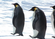 Emperor Penguin Poop Visible From Space, Scientists Find New Colonies - World News