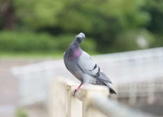 ‘Chinese Spy Pigeon’ Finally Released From Jail - Bonus