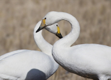 Rare Swans Spotted in Ulsan / School Clubs - Photo News