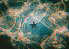 Scientists Discover That Starfish Are Just Heads - Science